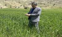 کهگیلویه و بویراحمد در مسیر ثبت رکورد تولید گندم